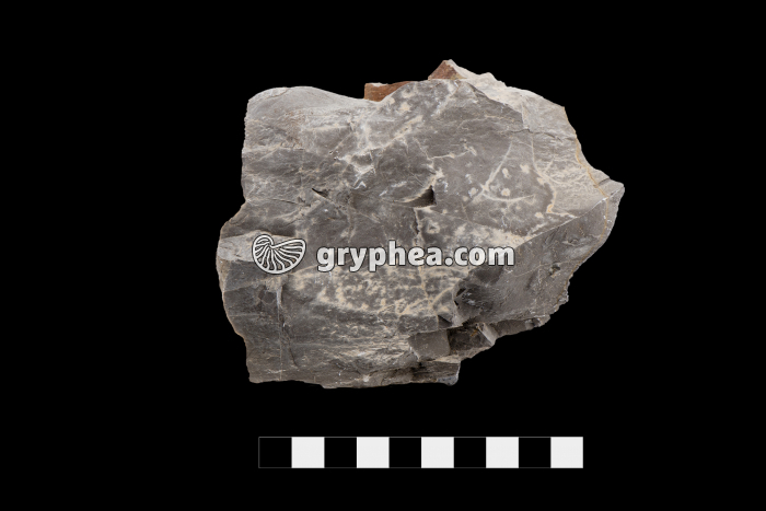 Silex - gryphea.org